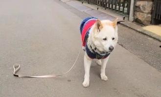 牵着狗的图片,与爱宠共度的温馨时光 第1张 牵着狗的图片,与爱宠共度的温馨时光 第1张