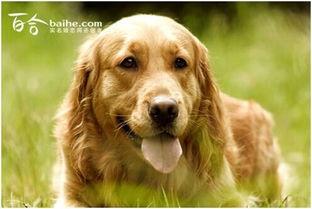 牵着狗的图片,与爱宠共度的温馨时光 第2张 牵着狗的图片,与爱宠共度的温馨时光 第2张