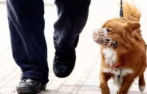牵着狗的图片,与爱宠共度的温馨时光 第3张 牵着狗的图片,与爱宠共度的温馨时光 第3张
